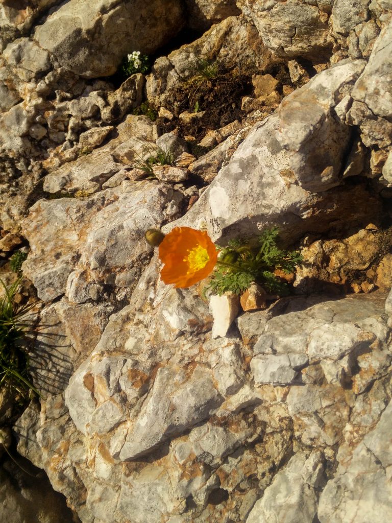 Alpski mak (Papaver alpinum)