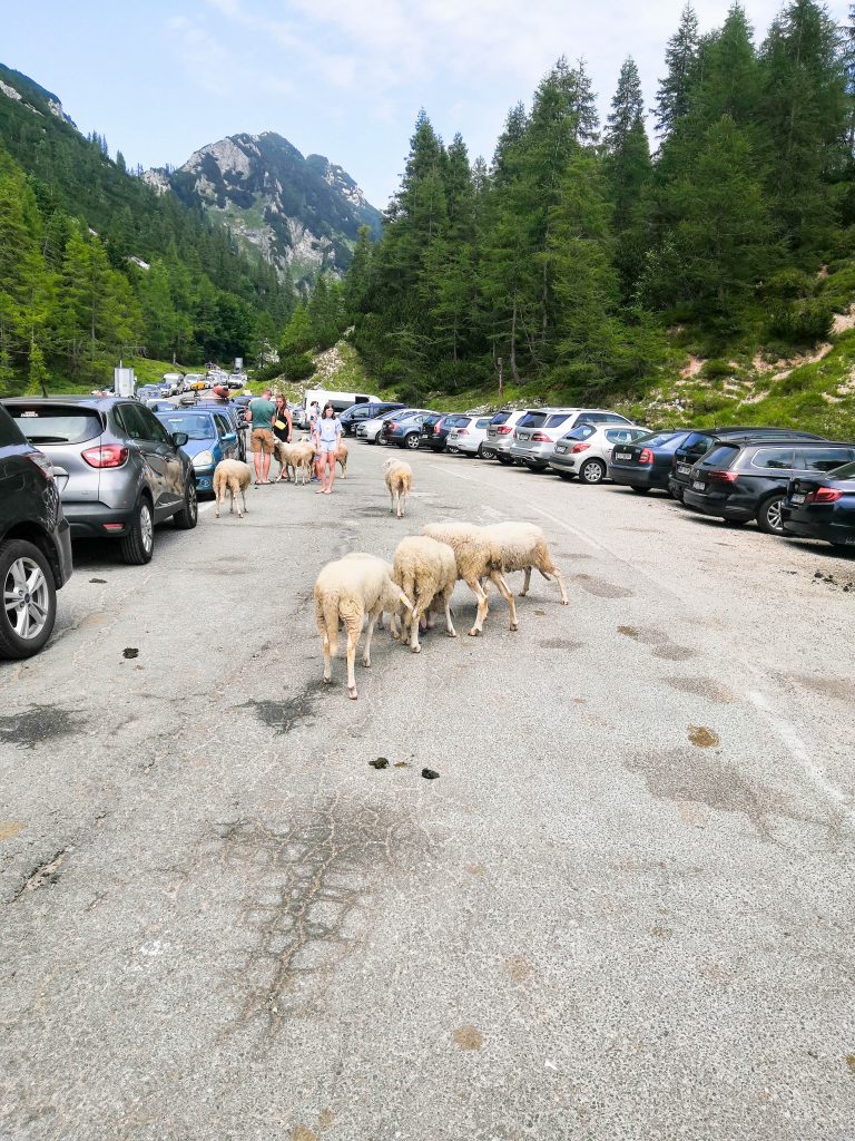 Ovce na cesti na Vršiču