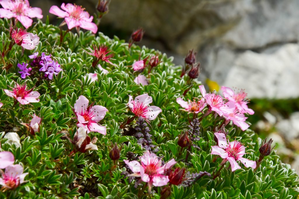 Triglavska roža (Potentilla nitida)