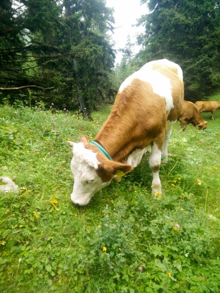 Življenje ob poti